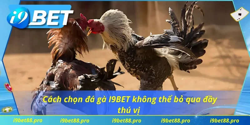 Cách chọn đá gà I9BET không thể bỏ qua đầy thú vị 