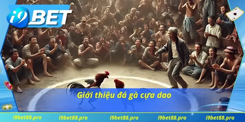 Đá gà cựa dao là trò chơi giải trí đầy kịch tính 