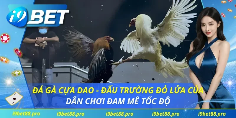 Đá Gà Cựa Dao