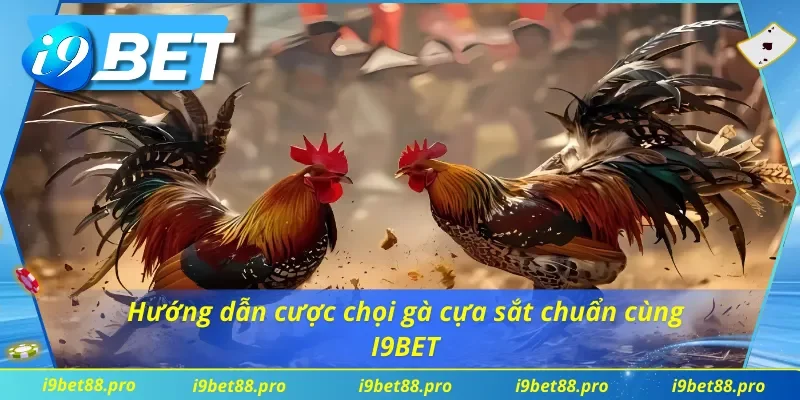 Tham gia cược đá gà cựa sắt tại nhà cái siêu đơn giản