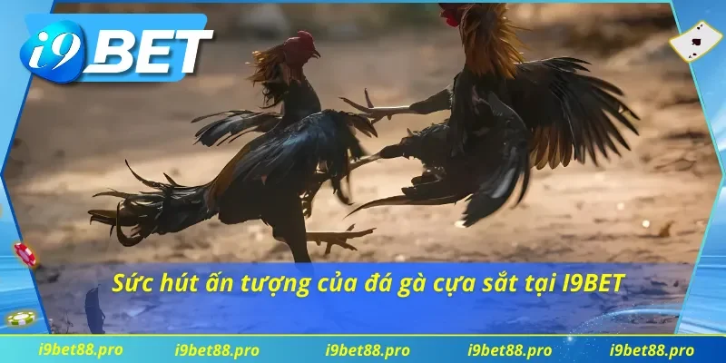 Yếu tố làm nên thành công của lựa chọn cược đá gà cựa sắt